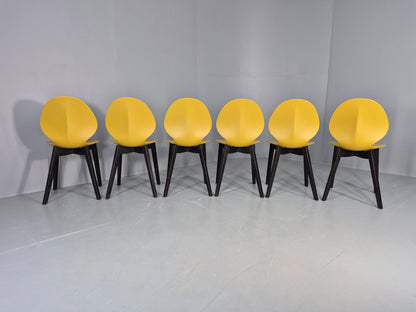 6 Calligaris Dining Chairs Model Basil Yellow Wood Base Modern Design EB12874
